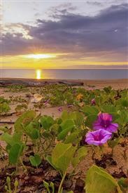 &quot;Flower Delivery Waikiki Hawaii